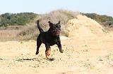 ROTTWEILER 125